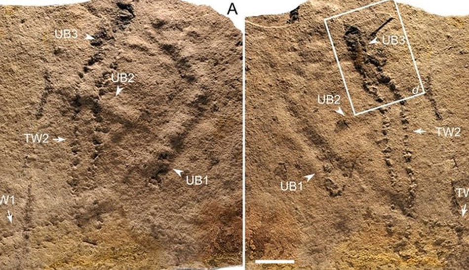 Oldest Fossils