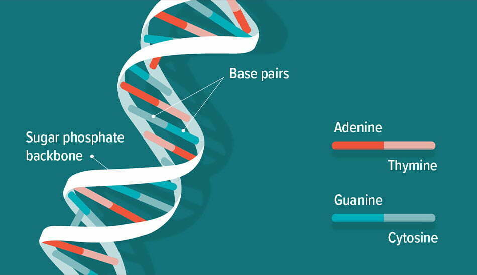 همه آنچه درباره دی ان ای Dna باید بدانید پلازا 8023